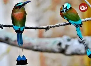 ببینید| 5 گونه از زیباترین پرنده های موت‌موت کمیاب در سراسر جهان