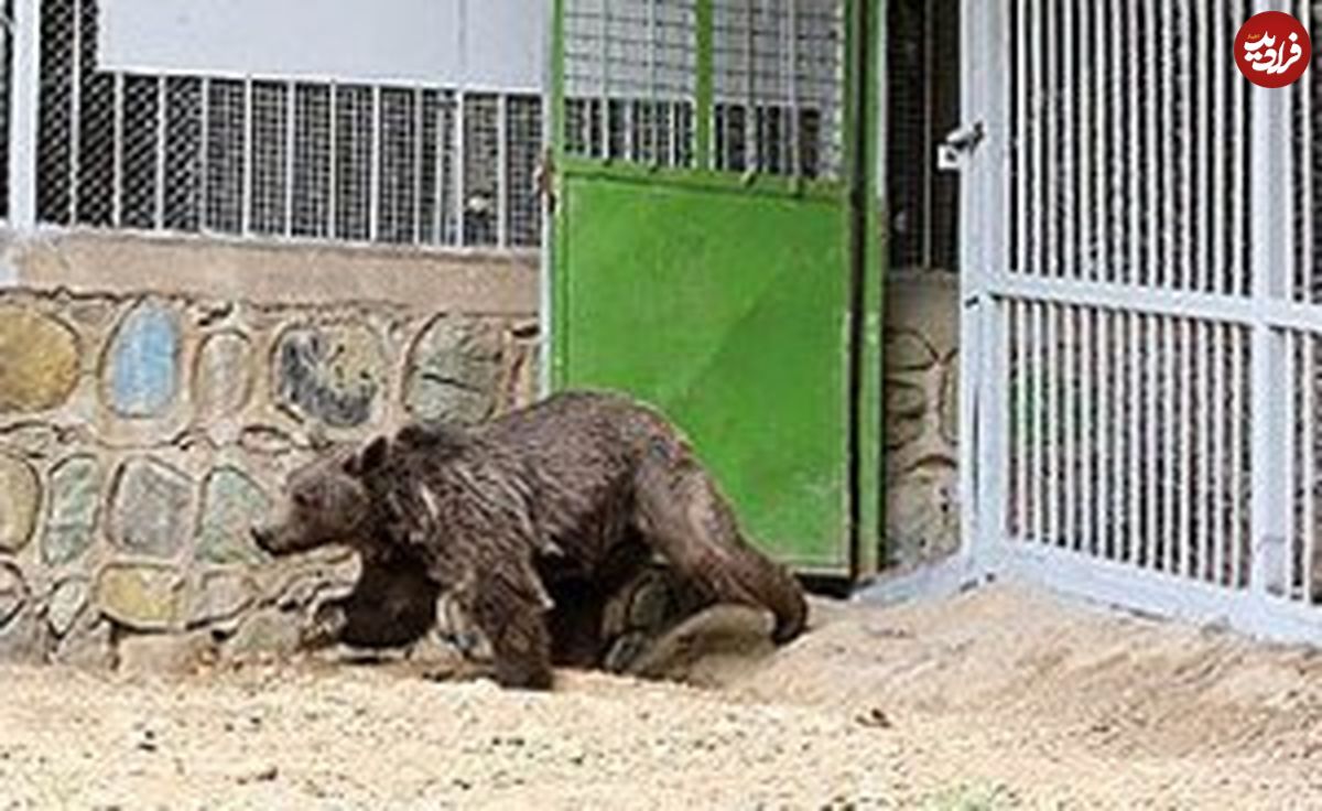 خرس، مدیر باغ‌وحش تبریز را کشت