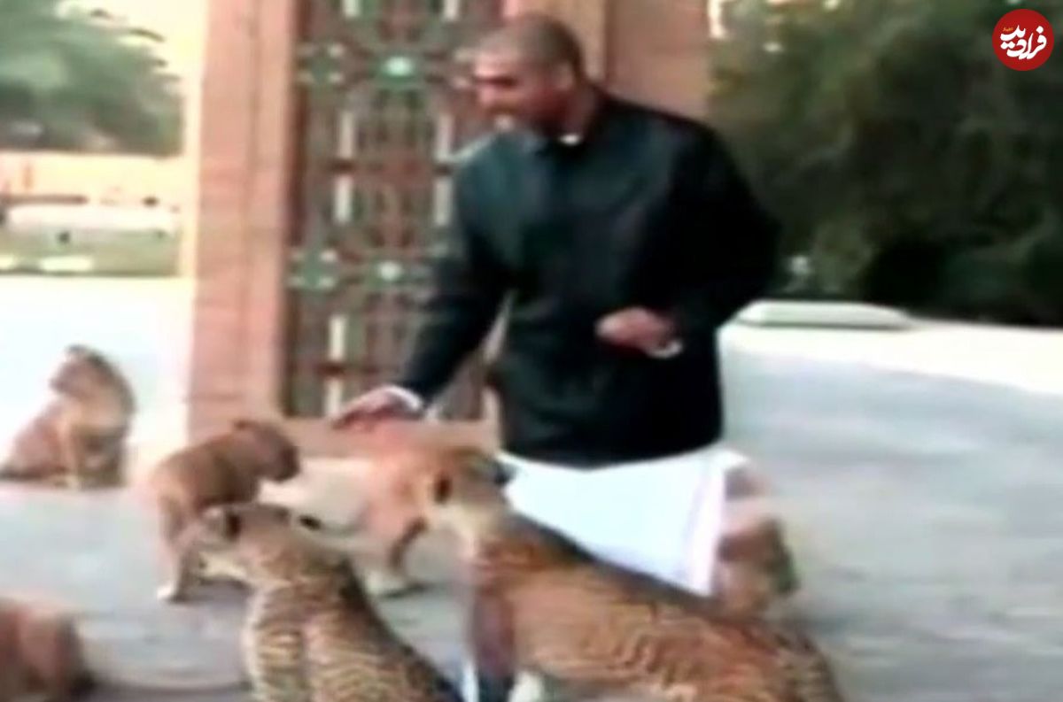 (ویدئو)  گله عجیب شیر و یوزپلنگ‌های پسر صدام حسین