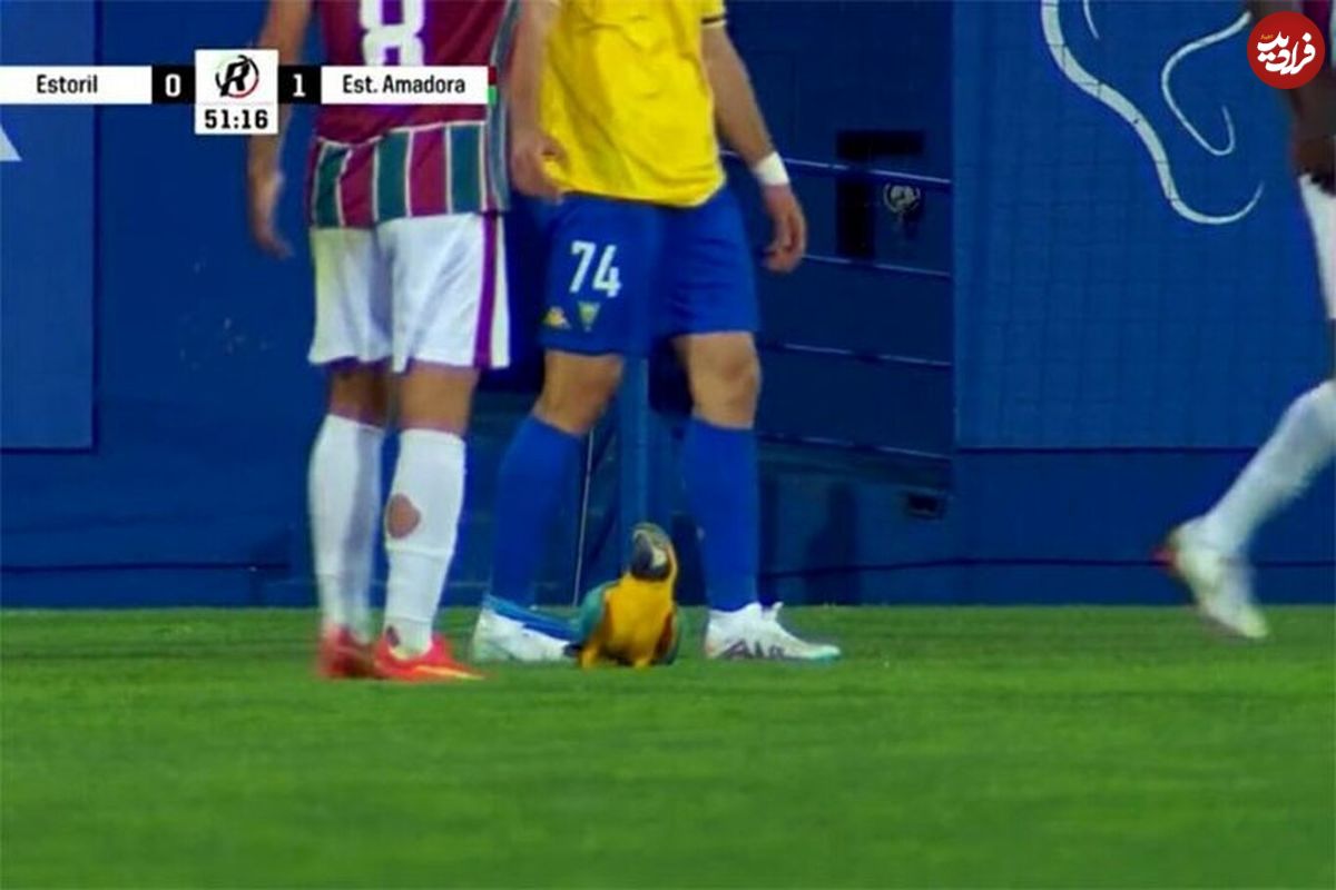 (ویدئو) توقف مسابقه فوتبال در پرتغال بخاطر حضور یک طوطی در زمین