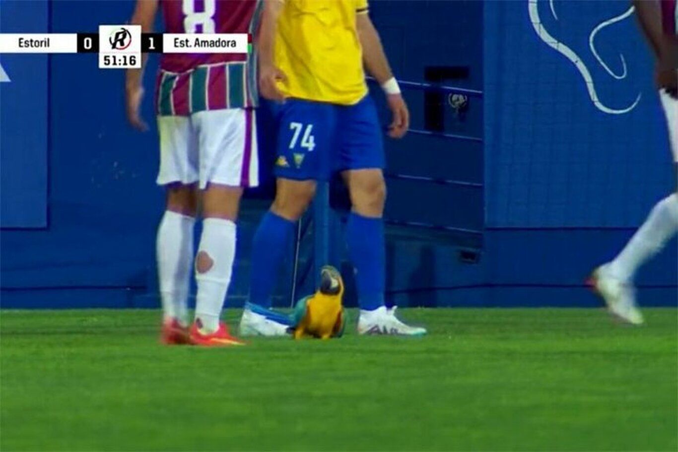 (ویدئو) توقف مسابقه فوتبال در پرتغال بخاطر حضور یک طوطی در زمین