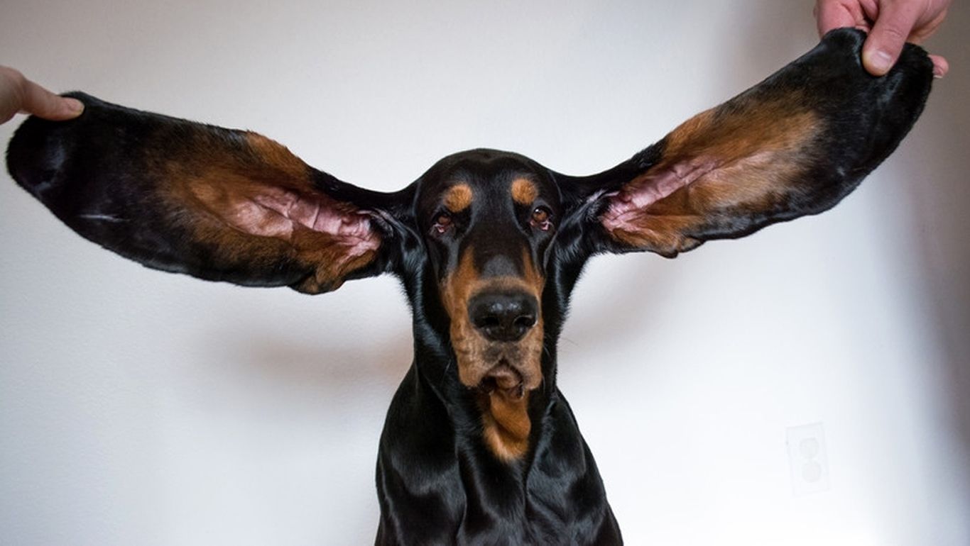 (تصاویر) رکوردشکنی سگ کونهوندی با بلندترین گوش‌ جهان