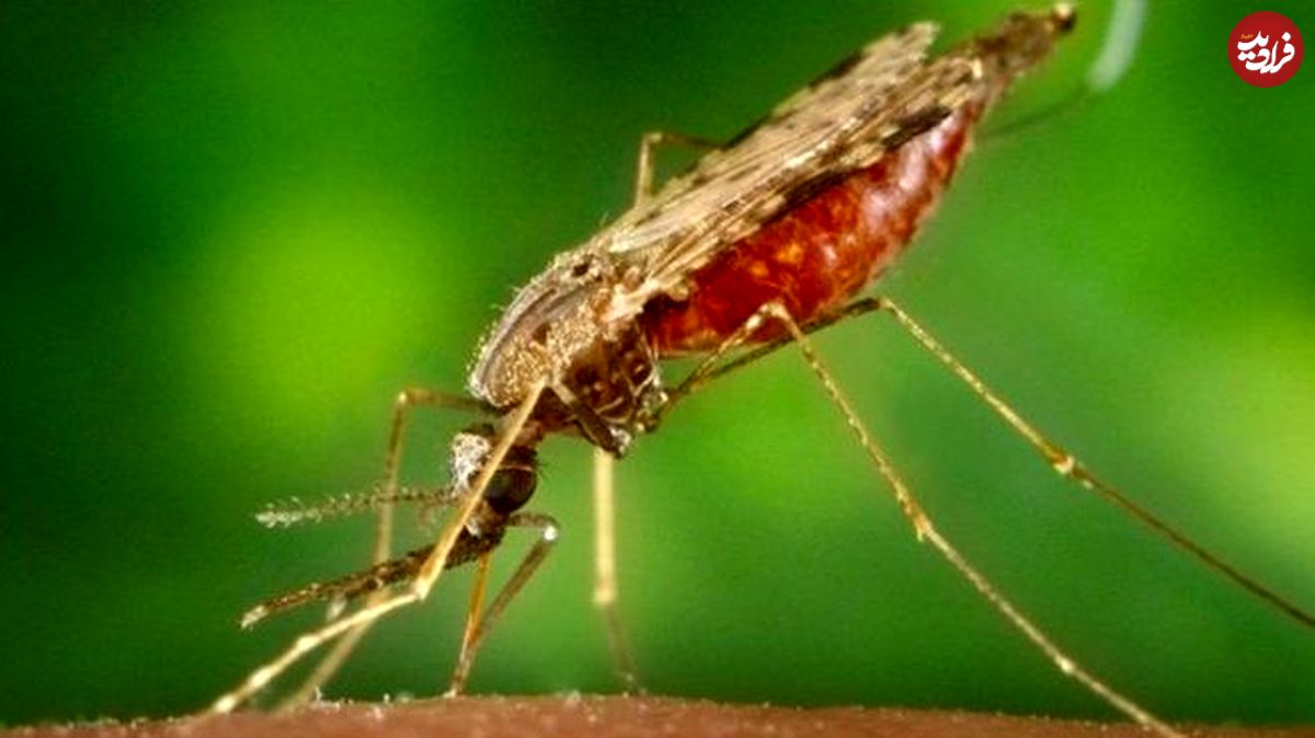کشف میکروبی که "انگل مالاریا" را از بین می‌برد