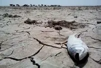 رنج گرد و غبار به‌دليل خشكي تالاب‌ها