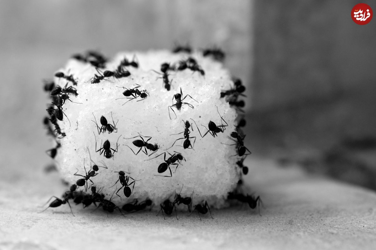 علت زیاد بودن مورچه در خانه چیست؟