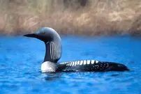 (ویدئو) تصاویری جالب از پرنده غواص؛ جستجوی حرفه‌ای زیر آب!