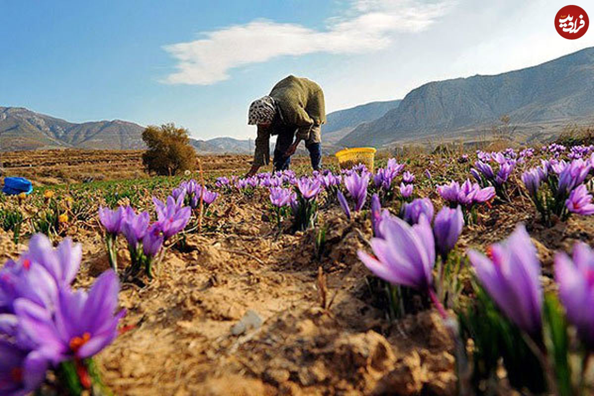 طرح چین برای بازار زعفران