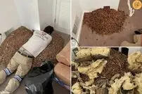 (ویدئو) انبار بلوط یک دارکوب؛ کشف باورنکردنی از دیوار‌های یک خانه!