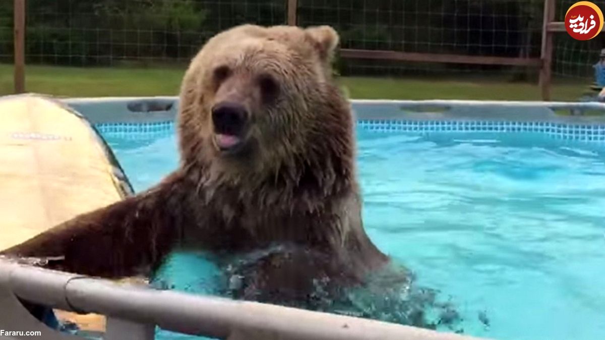 (ویدئو) آبتنی خرس در استخر و در هوای بارانی