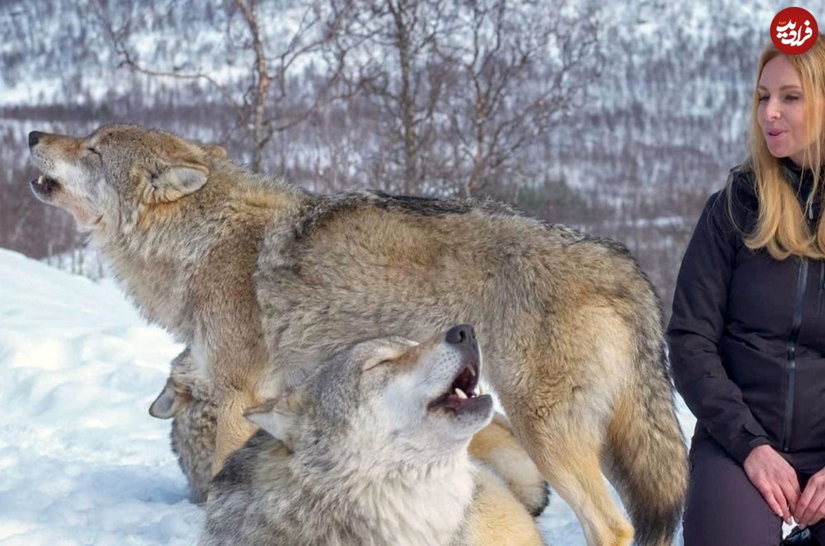 (ویدئو) دوستی باورنکردین یک زن با گرگ‌ها