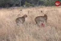 (ویدئو) یوزپلنگ، سگ‌های وحشی را ترساند و لاشه ایمپالا را دزدید!