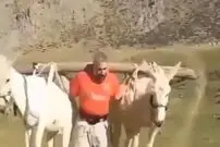 (ویدئو) کار عجیب این مرد در بالابردن دو الاغ بجای وزنه!