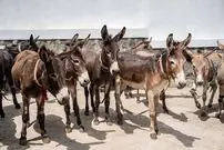 تصاویر؛ کشوری که رکورددار تعداد الاغ‌ در جهان است