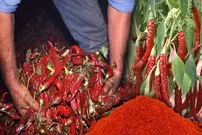 (ویدئو) مراحل کشت و برداشت فلفل در اسپانیا؛ فرآوری فلفل و تهیه پابریکا در کارخانه
