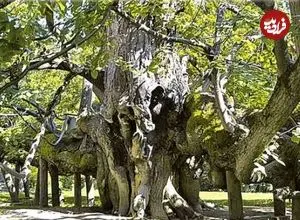 ببینید| این درخت میراث تاریخی جمهوری چک است