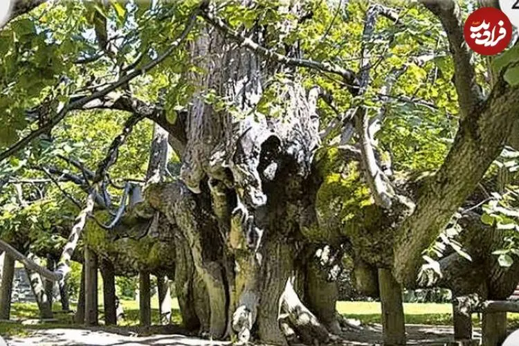 ببینید| این درخت میراث تاریخی جمهوری چک است
