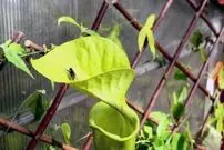 دنیای شگفت‌انگیز گیاهان گوشت‌خوار