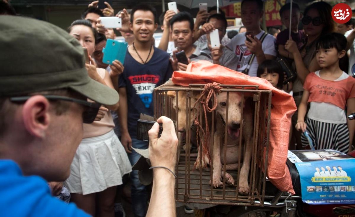 چالش چین در جشنواره گوشت سگ