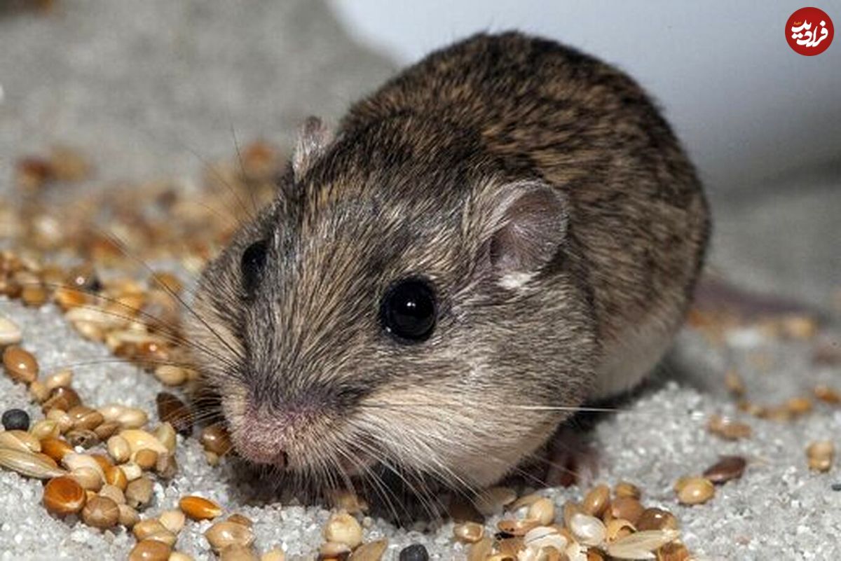 (عکس) پیرترین موش جهان را بشناسید