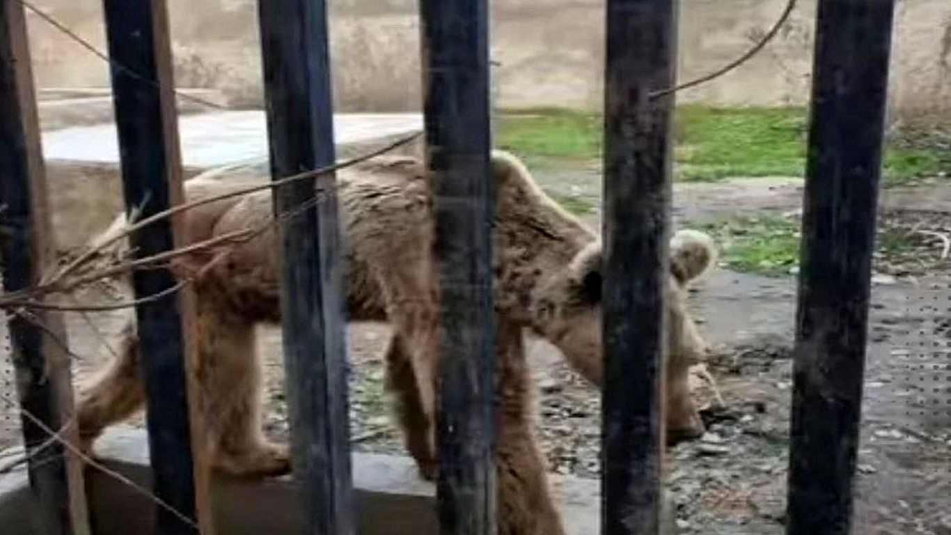 (ویدئو) ماجرای شیر و خرسی که در یک باغ وحش پوست و استخوان شدند