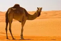 (ویدئو) راه‌رفتن عجیب شتر‌ها در تپه‌های شنی شیبدار