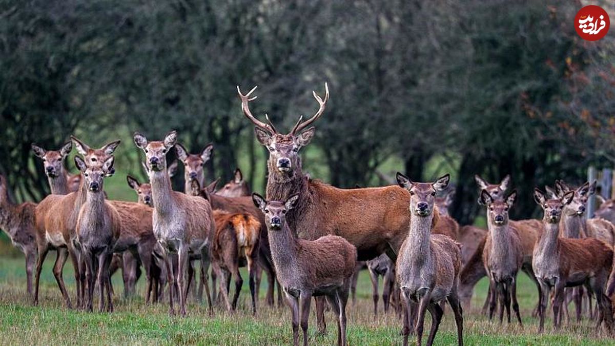 مهمانی شکار در پرتغال؛ کشتار ۵۴۰ حیوان