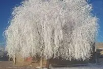 (ویدئو) درختان این شهر یخ زد!