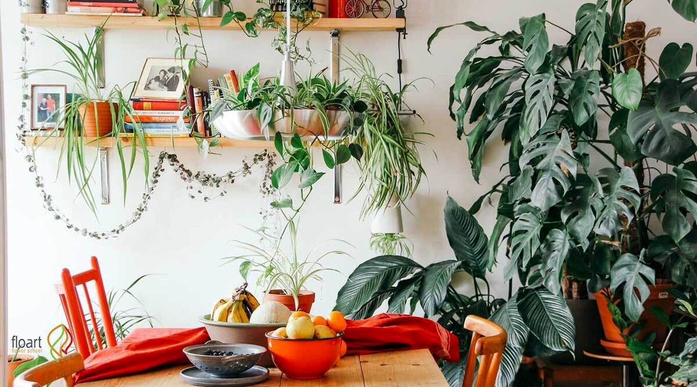 (اینفوگرافیک) بهترین گیاهان آپارتمانی برای تصفیه هوای خانه را بشناسید