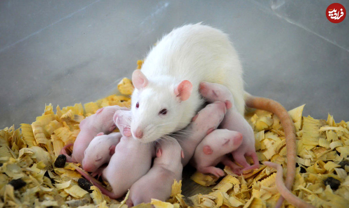 موش‌ها غریزه "مادر-پدری" دارند؟!