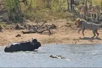 ببینید| نجات معجزه آسای گاومیش از چنگال شیرها و کروکودیل‌ها!