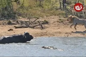 ببینید| نجات معجزه آسای گاومیش از چنگال شیرها و کروکودیل‌ها!
