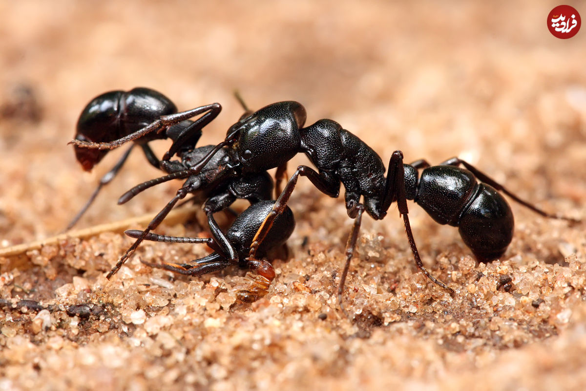 مورچه‌ها فاصله اجتماعی را رعایت می‌کنند