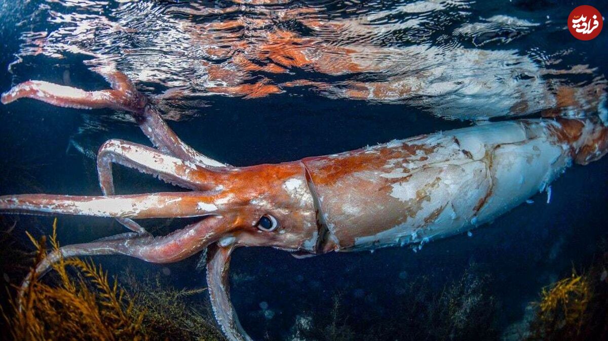 (ویدیو) تصاویری دیدنی از یک ماهی مرکب غول‌پیکر کمیاب