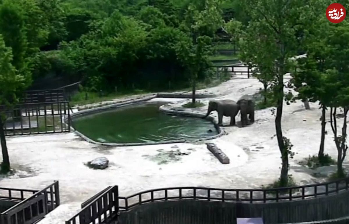 (ویدئو) تلاش شگفت انگیز فیل‌ها برای نجات بچه‌ فیل