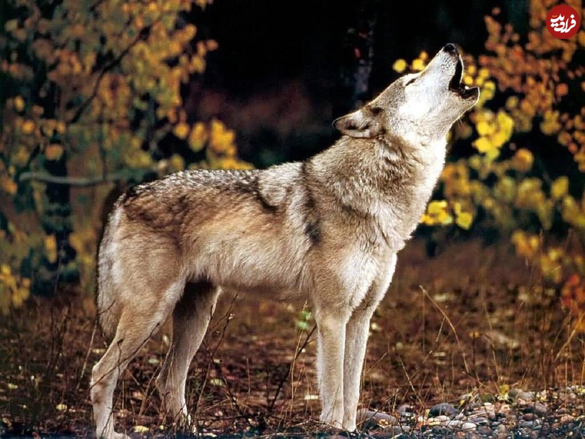 چرا رنگ گرگ‌ها در آمریکا به طور مداوم تغییر می‌کند؟!