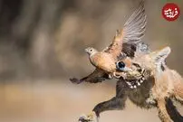 (ویدئو) وقتی شغال بی رحم، پرندگان را در زمین و آسمان شکار می‌کند!