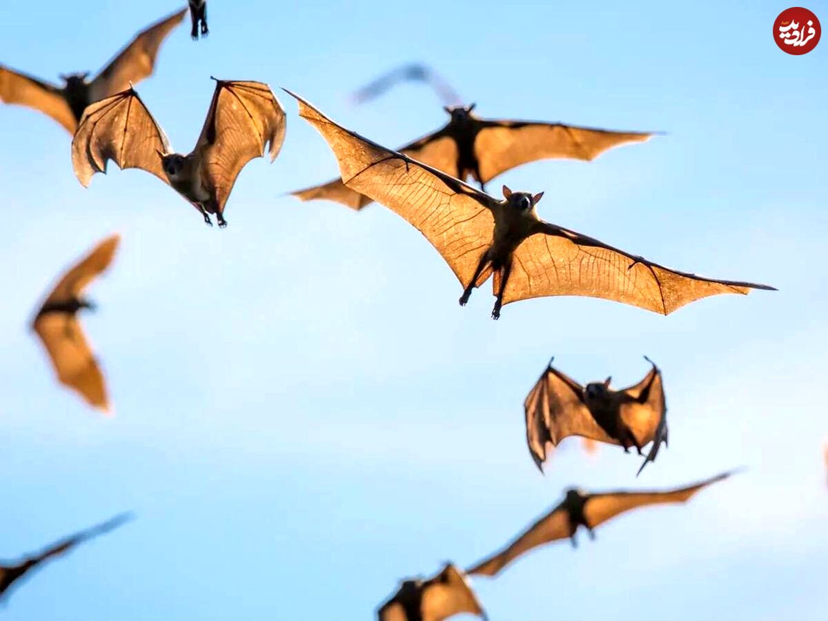 کشف رابطه باورنکردنی بین خوانندگان راک و خفاش‌ها!