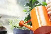 (اینفوگرافیک) علائمی که می‌گویند گیاهتان تشنه است