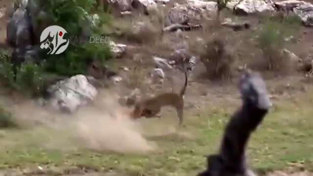 ویدیو/ شکار حیرت‌انگیز پلنگ زیرک!