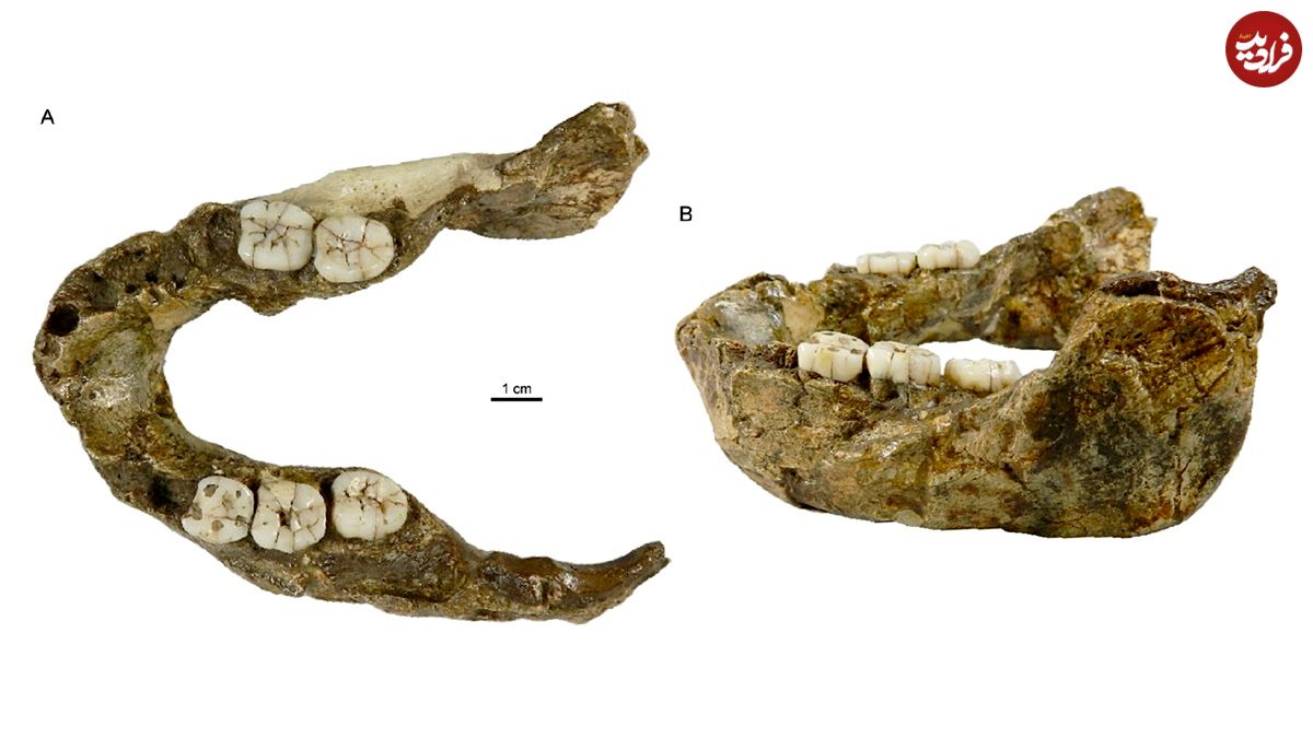 دندان‌های یک و نیم میلیون سالۀ «مرد فندق‌شکن» کشف شد
