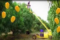 (ویدئو) فرآیند هیجان انگیز برداشت انبه در یک مزرعه بزرگ