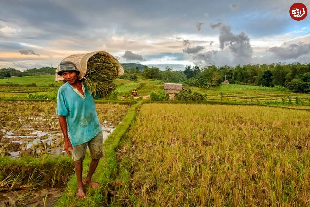 تولیدکنندگان غذا؛ گرسنه‌ترین مردم جهان