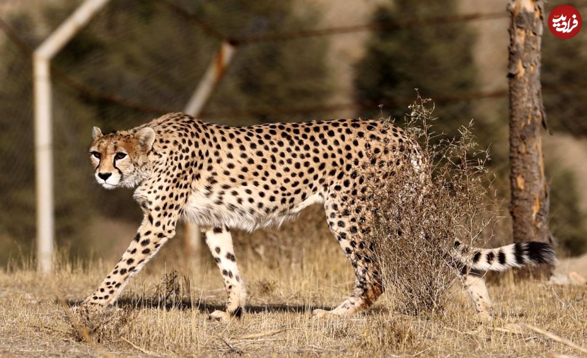 چهل یوزپلنگ ایرانی در خطر "انقراض تصادفی"