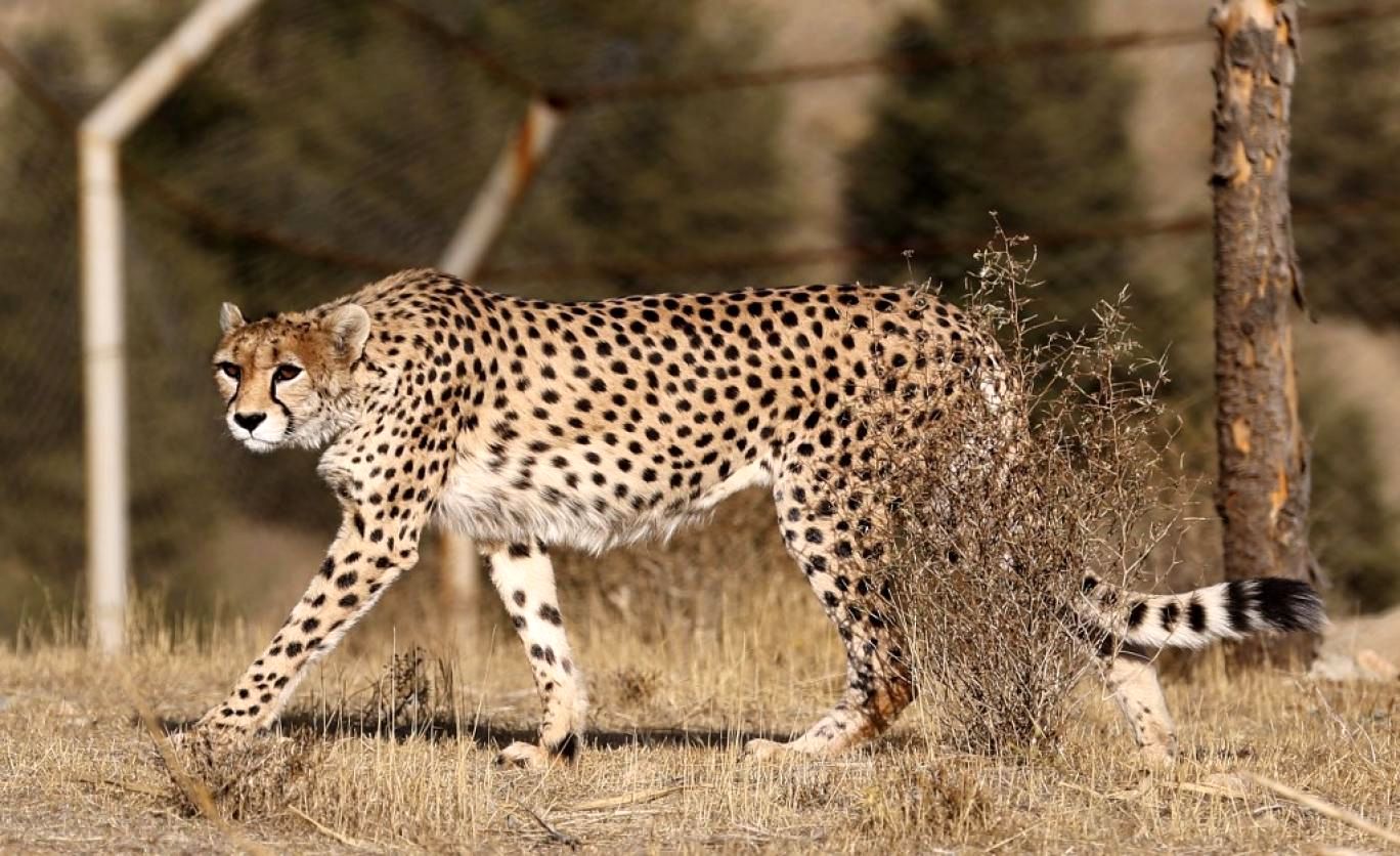 چهل یوزپلنگ ایرانی در خطر "انقراض تصادفی"