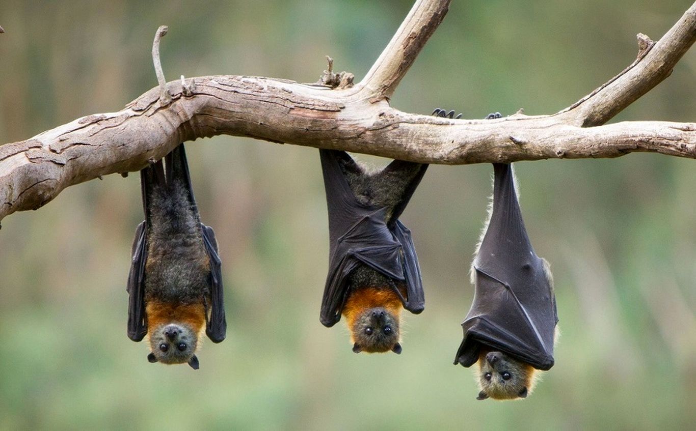 (ویدئو) خمیازه‌های دیدنی این خفاش خسته را از دست ندهید