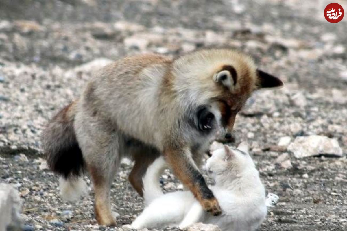 (ویدئو) روباه حیله گر، گربه شجاع را فریب داد و کشت!
