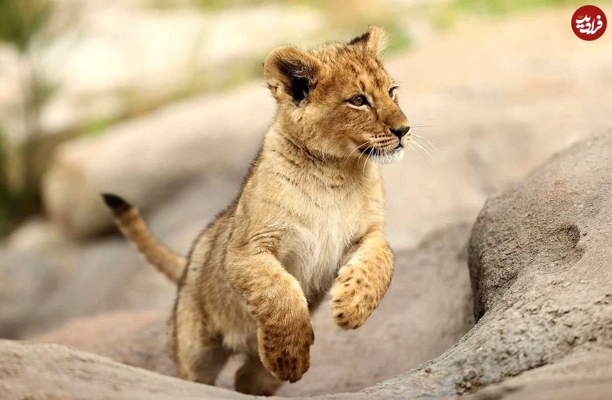 (ویدئو) بچه شیر در اولین شکار، یک بچه گوزن بوته زار را شکار می‌کند!