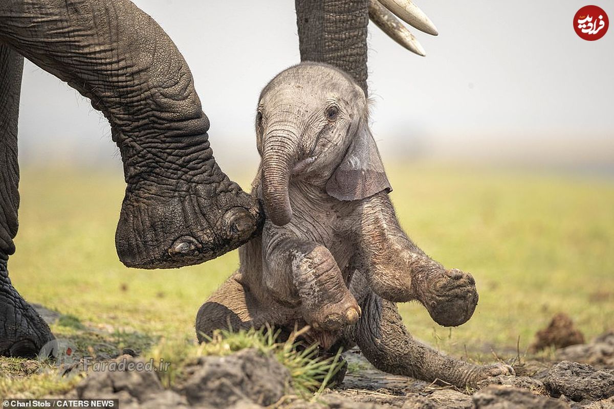 تصاویر/ کمک فیل مادر به نوزادش برای برخاستن از زمین