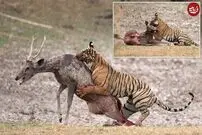 (ویدئو) لاشه کشی ناشیانه ببر؛ پربیننده‌ترین ویدئوی حیات وحش در روز گذشته