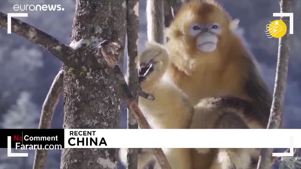 ویدئو/ هیجان حیوانات در برف